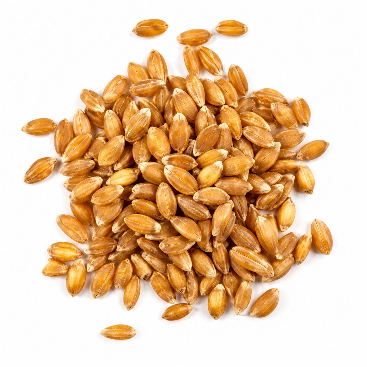 Einkorn Grain Organic (Sold In Bulk) Einkorn Grain Organic (Sold In Bulk)