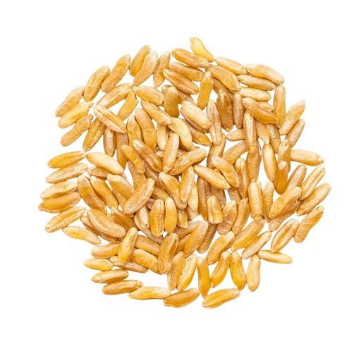 Kamut Khorasan Wheat Grain Organic (Sold In Bulk)