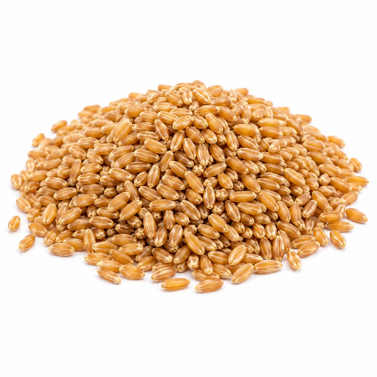 Kamut Khorasan Wheat Grain Organic (Sold In Bulk) Kamut Khorasan Wheat Grain Organic (Sold In Bulk)