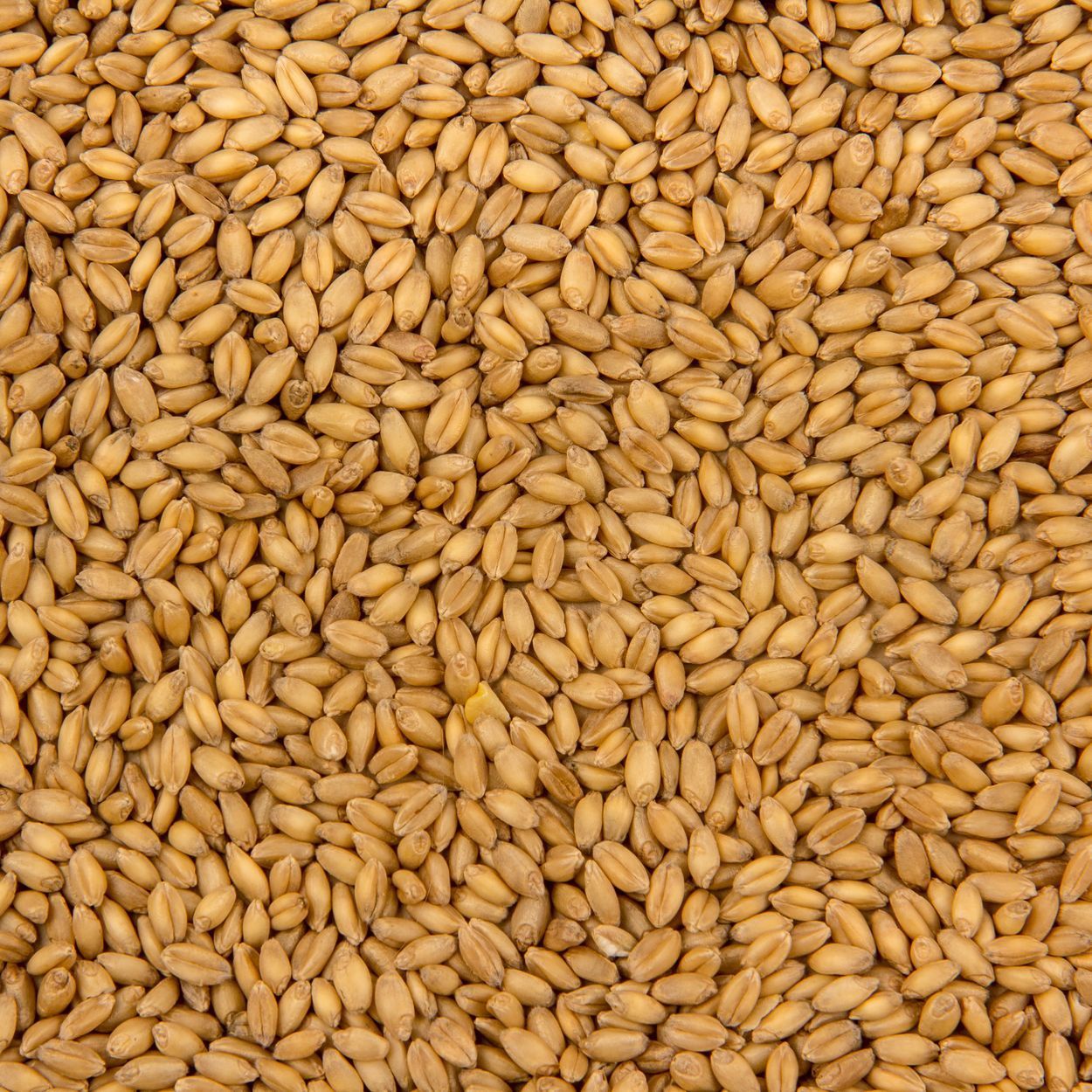 Hard White Wheat Organic (Sold In Bulk)