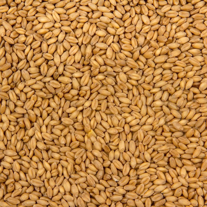 Hard White Wheat Organic (Sold In Bulk)