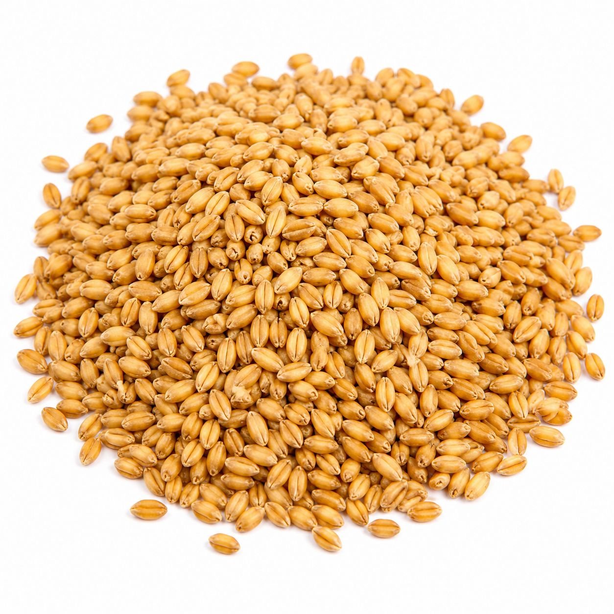 Hard White Wheat Organic (Sold In Bulk)