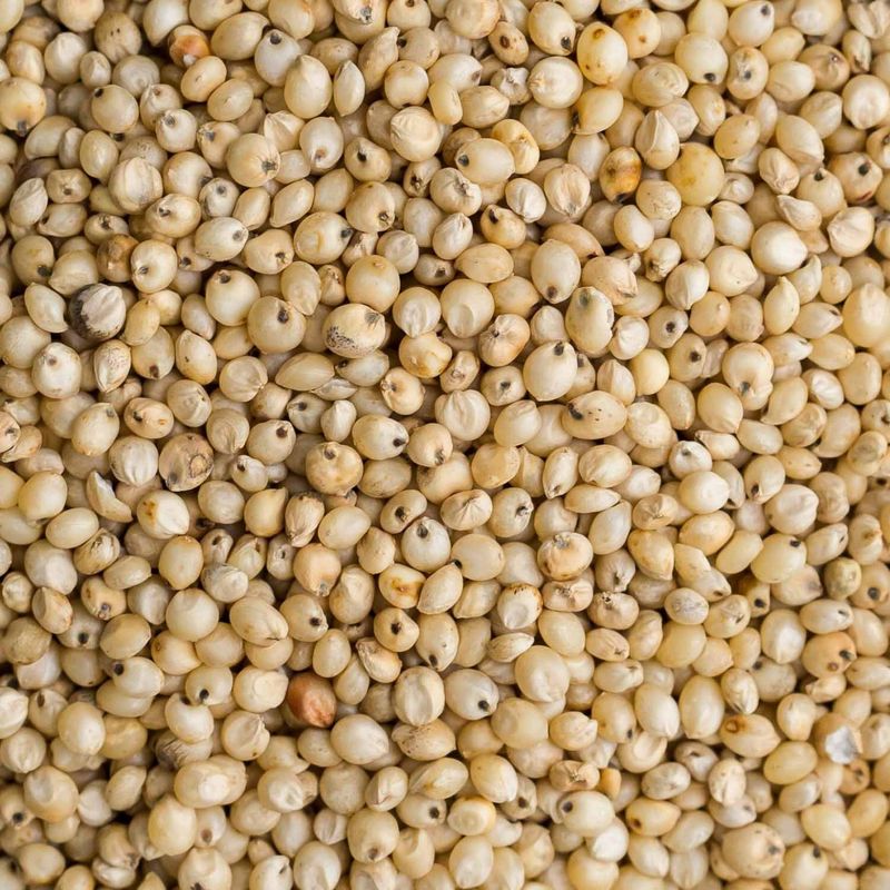 Sorghum Grain Organic (Sold In Bulk)