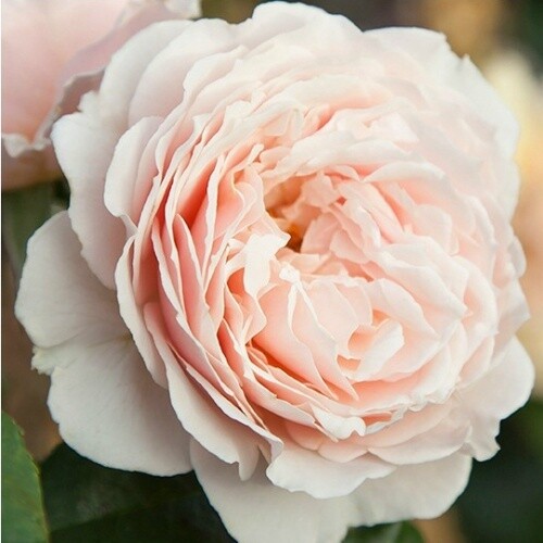 Rose A Moment In Time