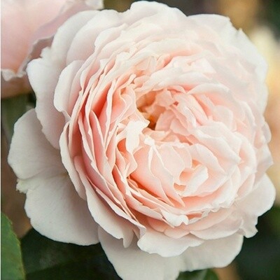 Rose A Moment In Time