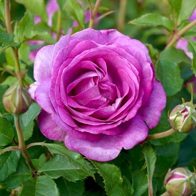 Rose Adorable