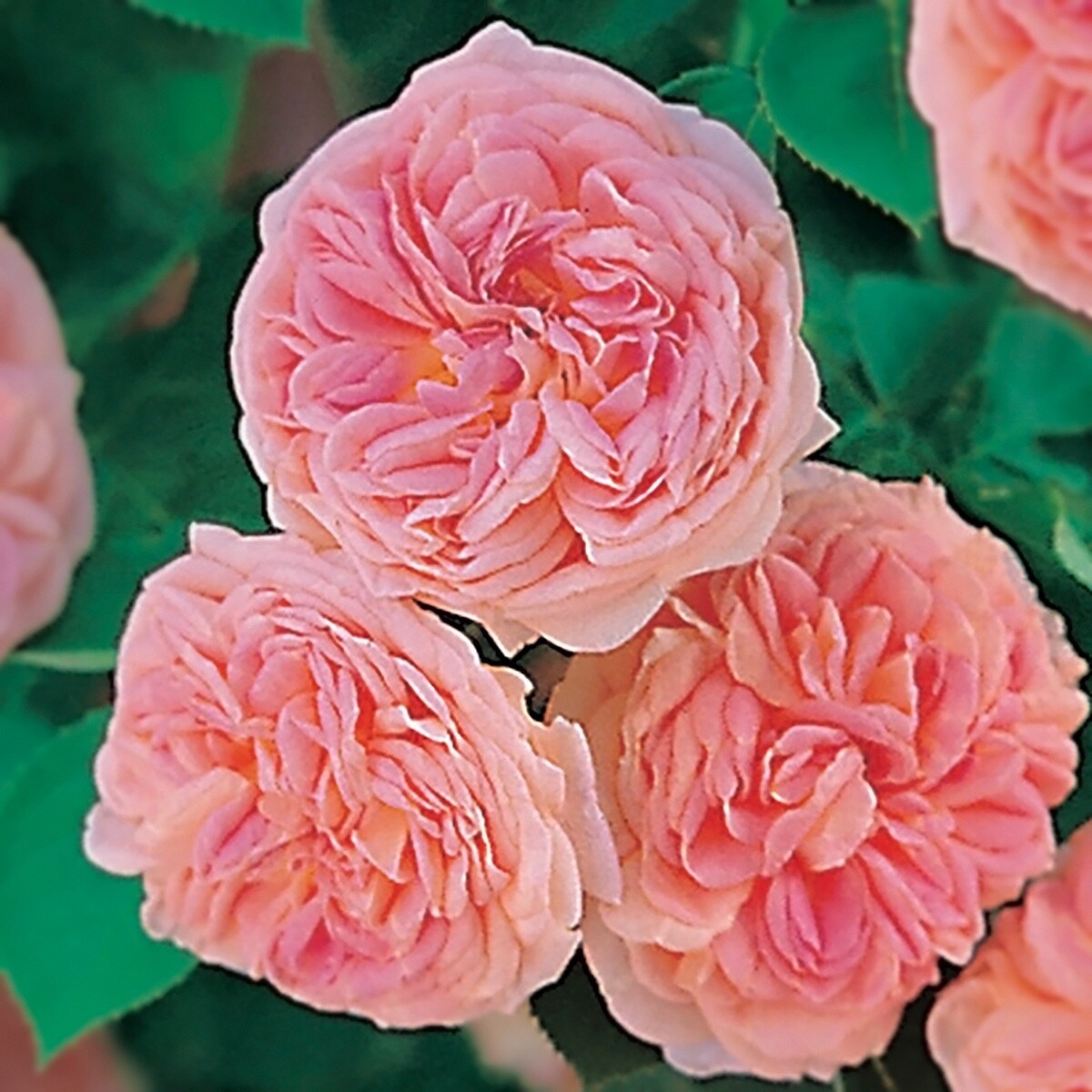 Rose Alchemist