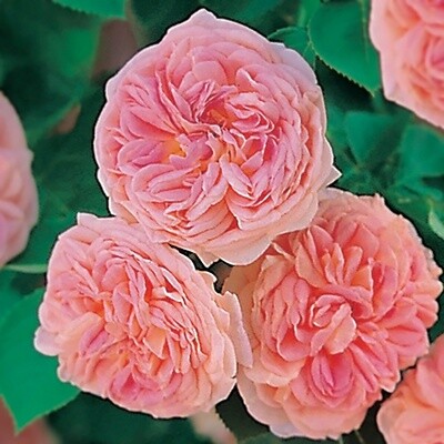 Rose Alchemist