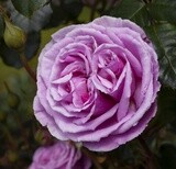 Rose Lilac Temptation