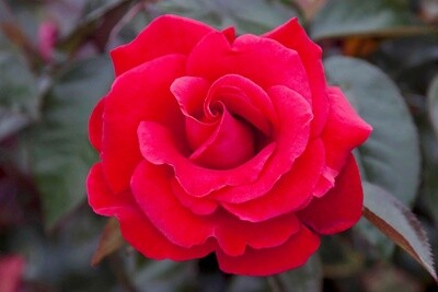 Rose Red Flame