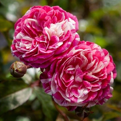 Rose Stardust