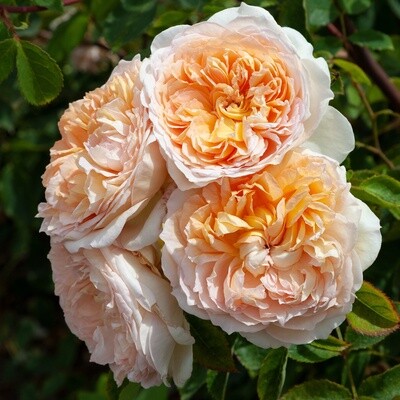 Rose Bathsheba