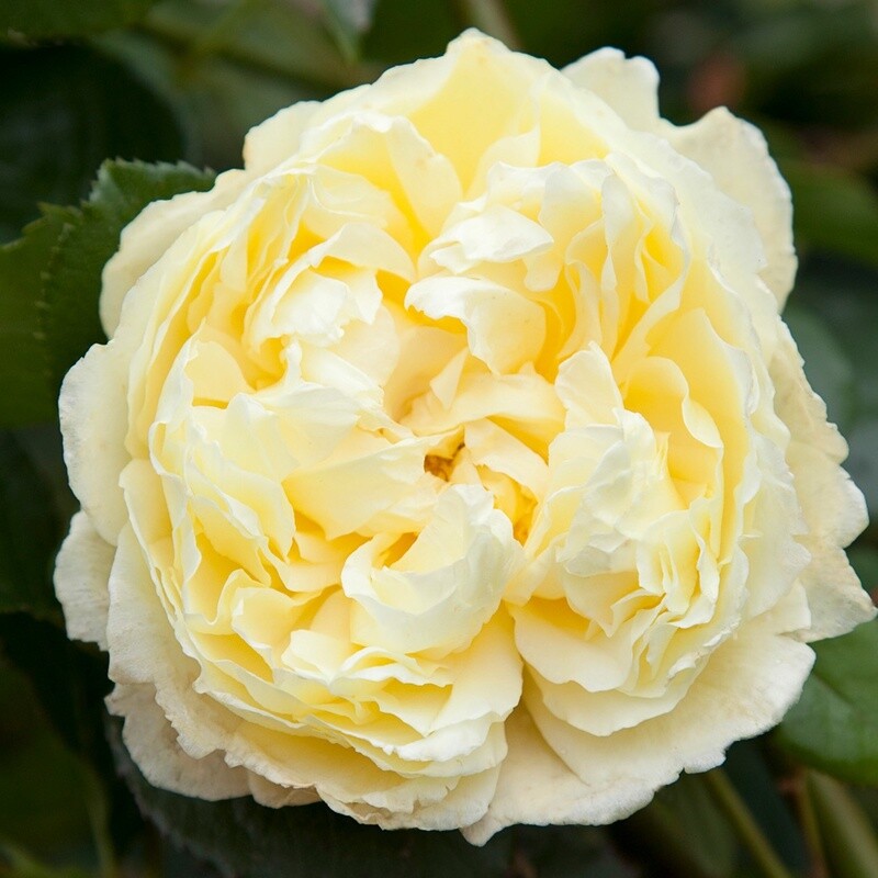 Rose Charles Darwin