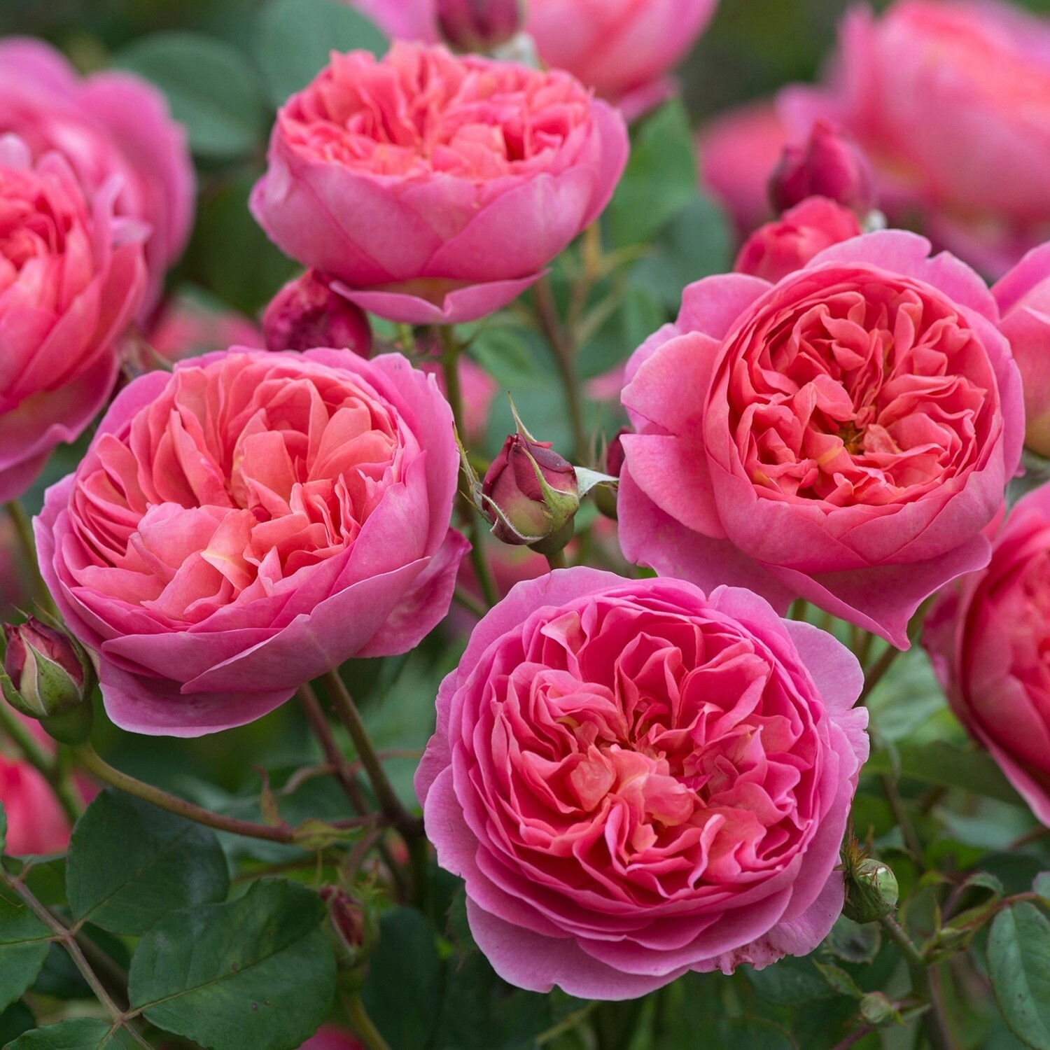 Rose Boscobel