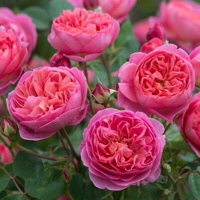 Rose Boscobel