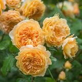 Rose Crown Princess Margareta