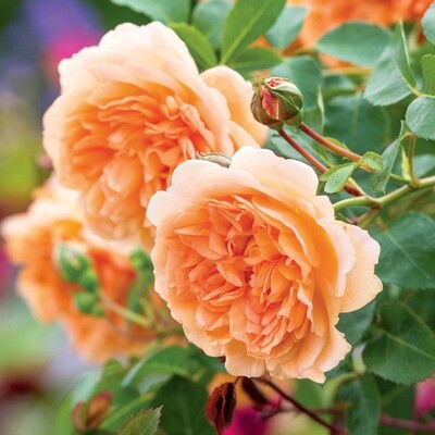 Rose Dame Judi Dench