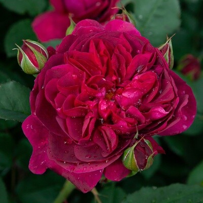 Rose Darcey Bussell