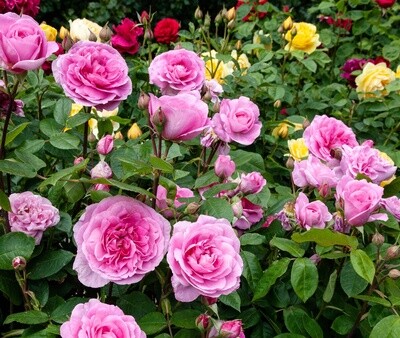 Rose Gertrude Jekyll