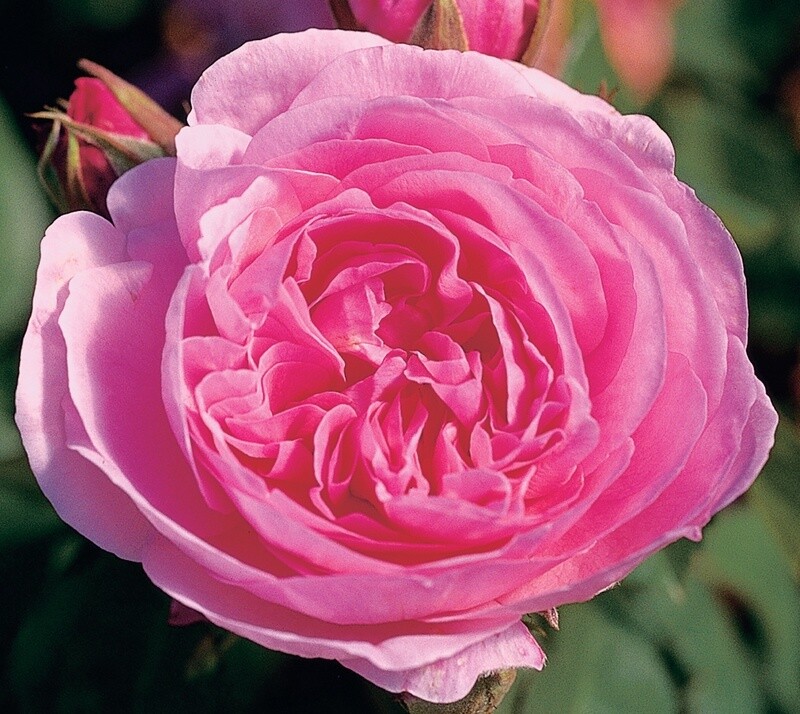 Rose Gertrude Jekyll
