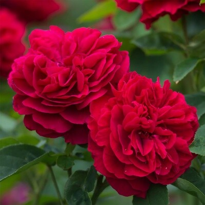 Rose L D Braithwaite