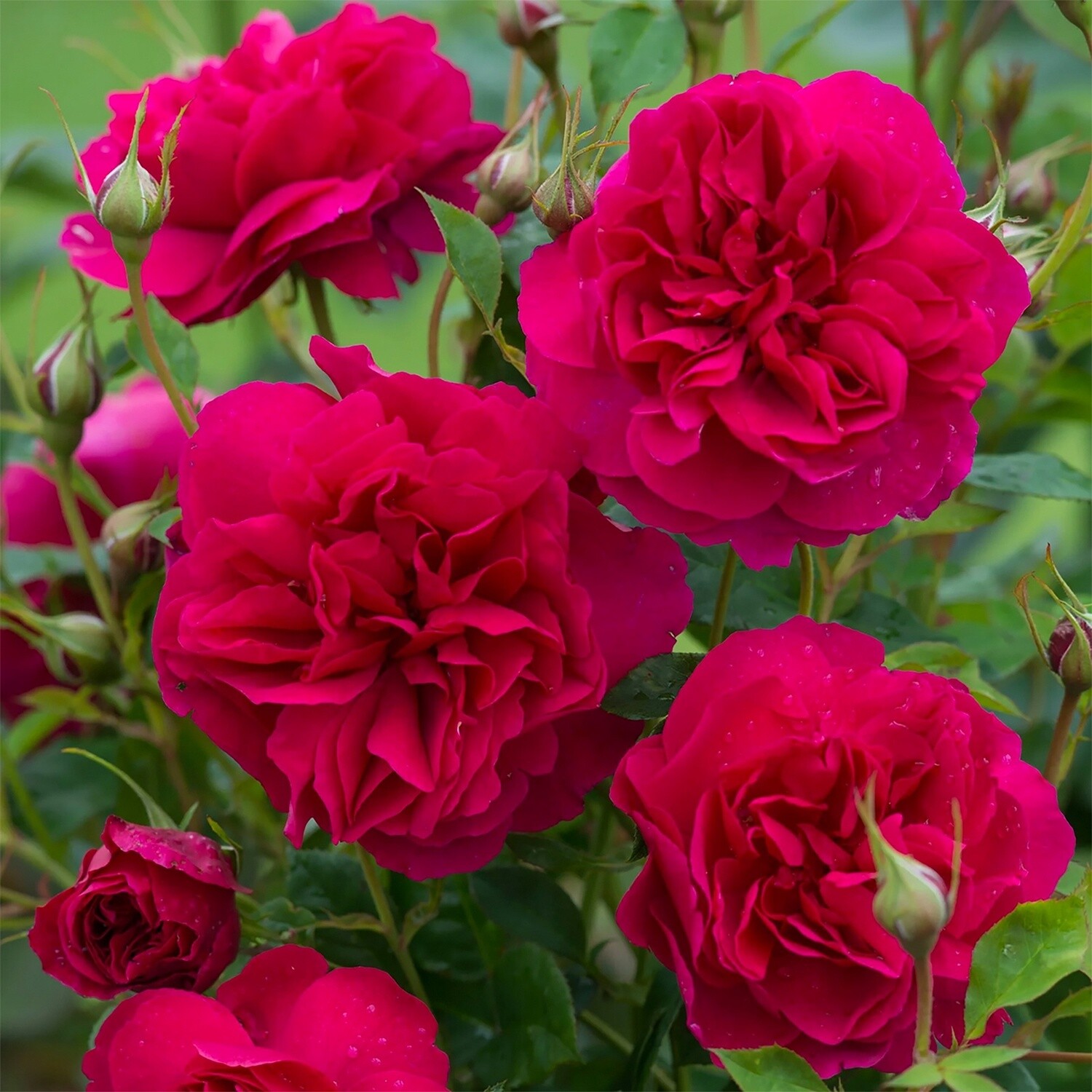 Rose Thomas à Becket