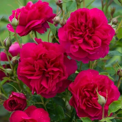 Rose Thomas à Becket