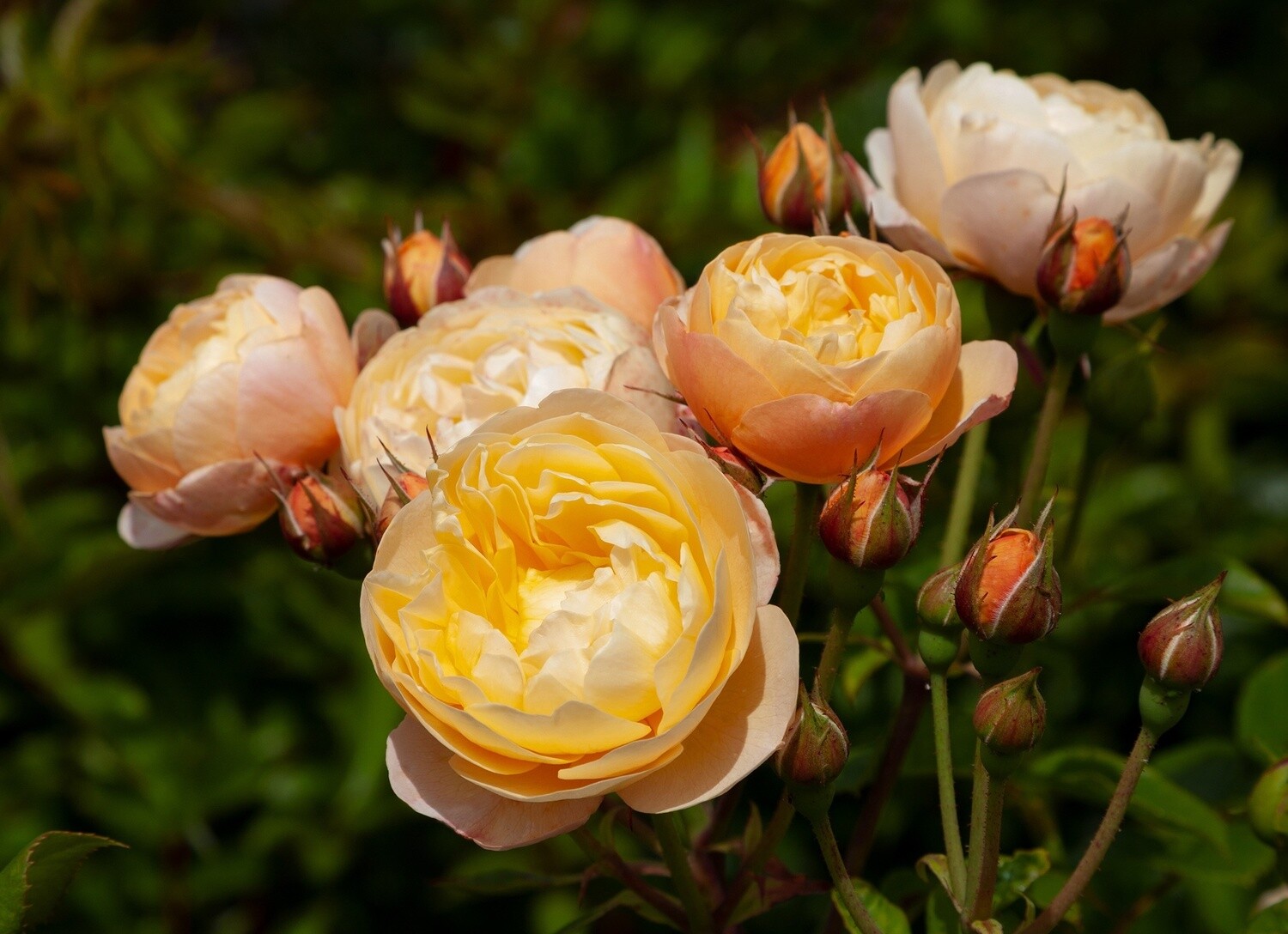 Rose Roald Dahl, Form: Bush