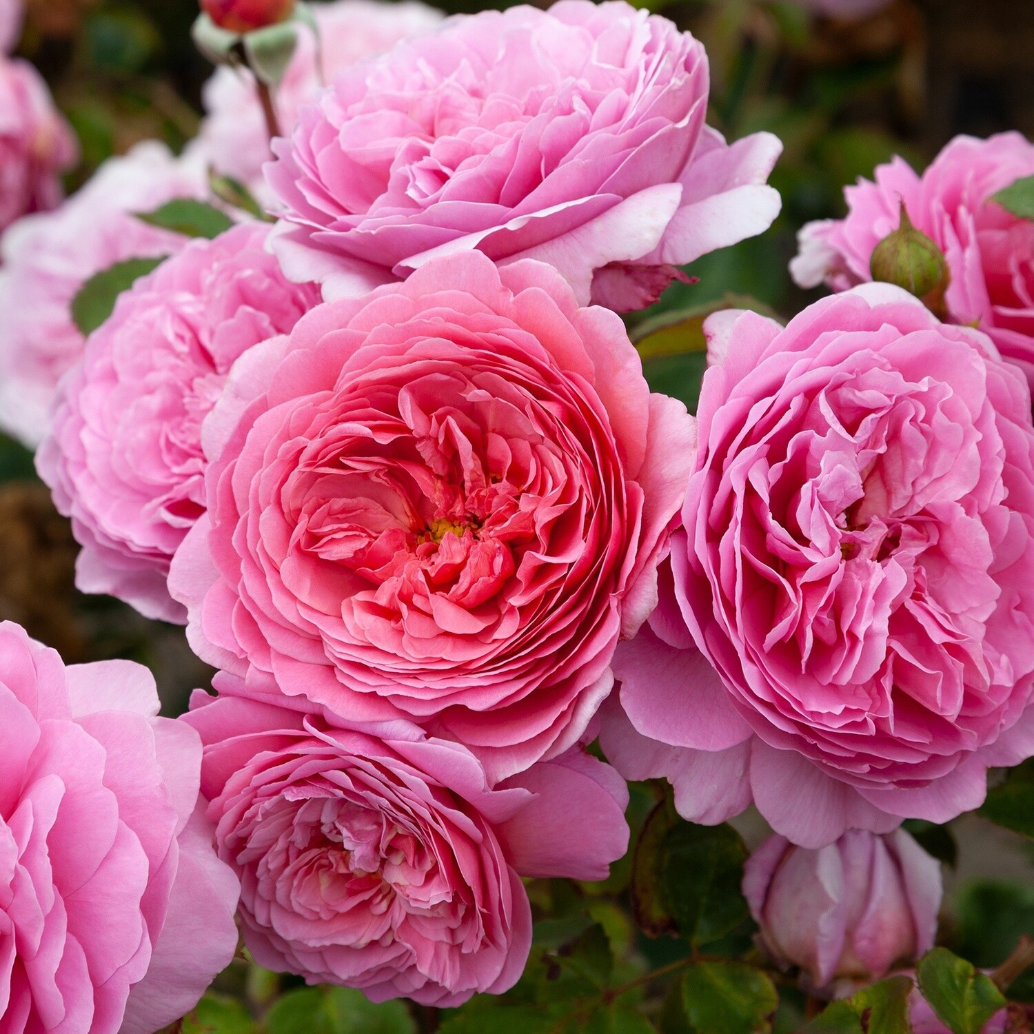 Rose Princess Alexandra of Kent