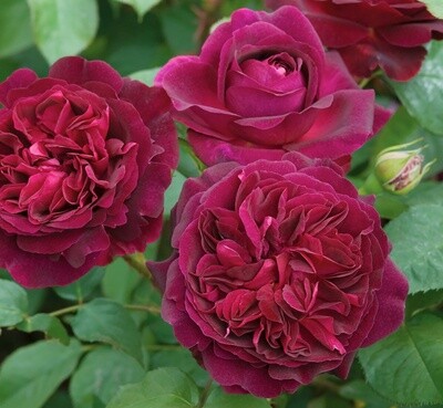 Rose Munstead Wood
