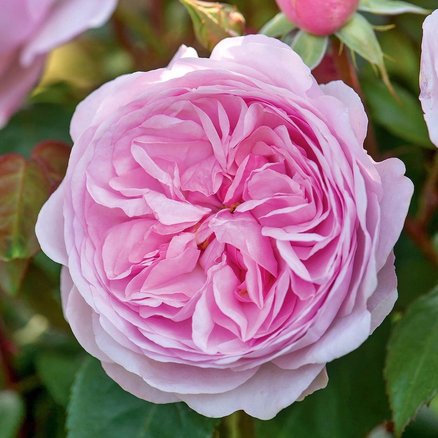 Rose Olivia Rose Austin