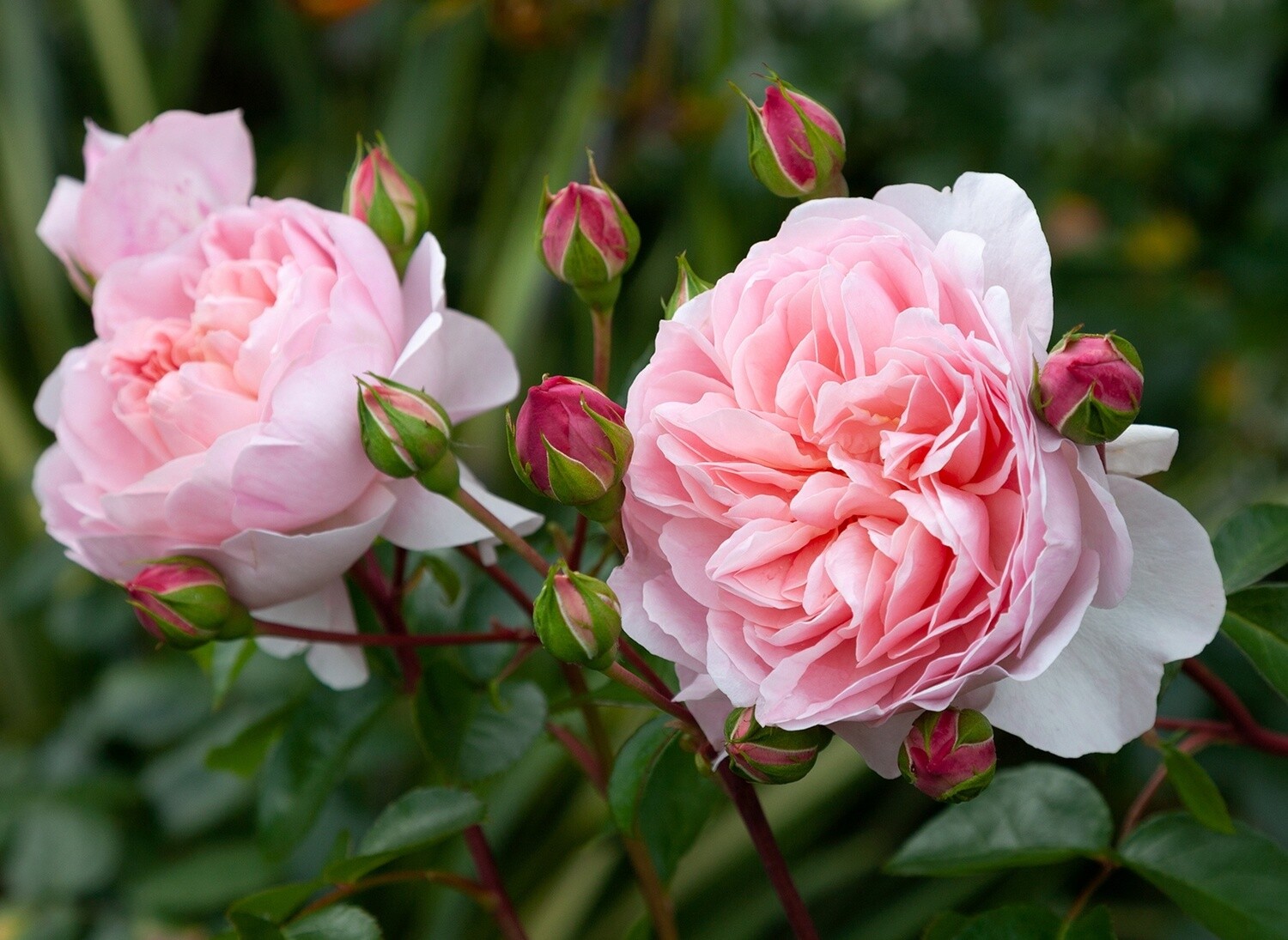 Rose Wildeve