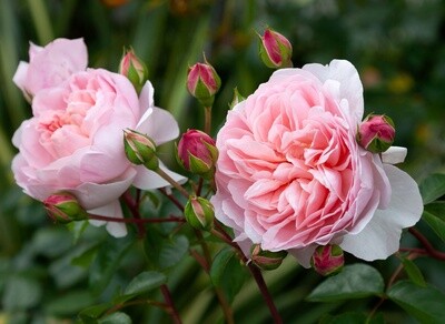 Rose Wildeve