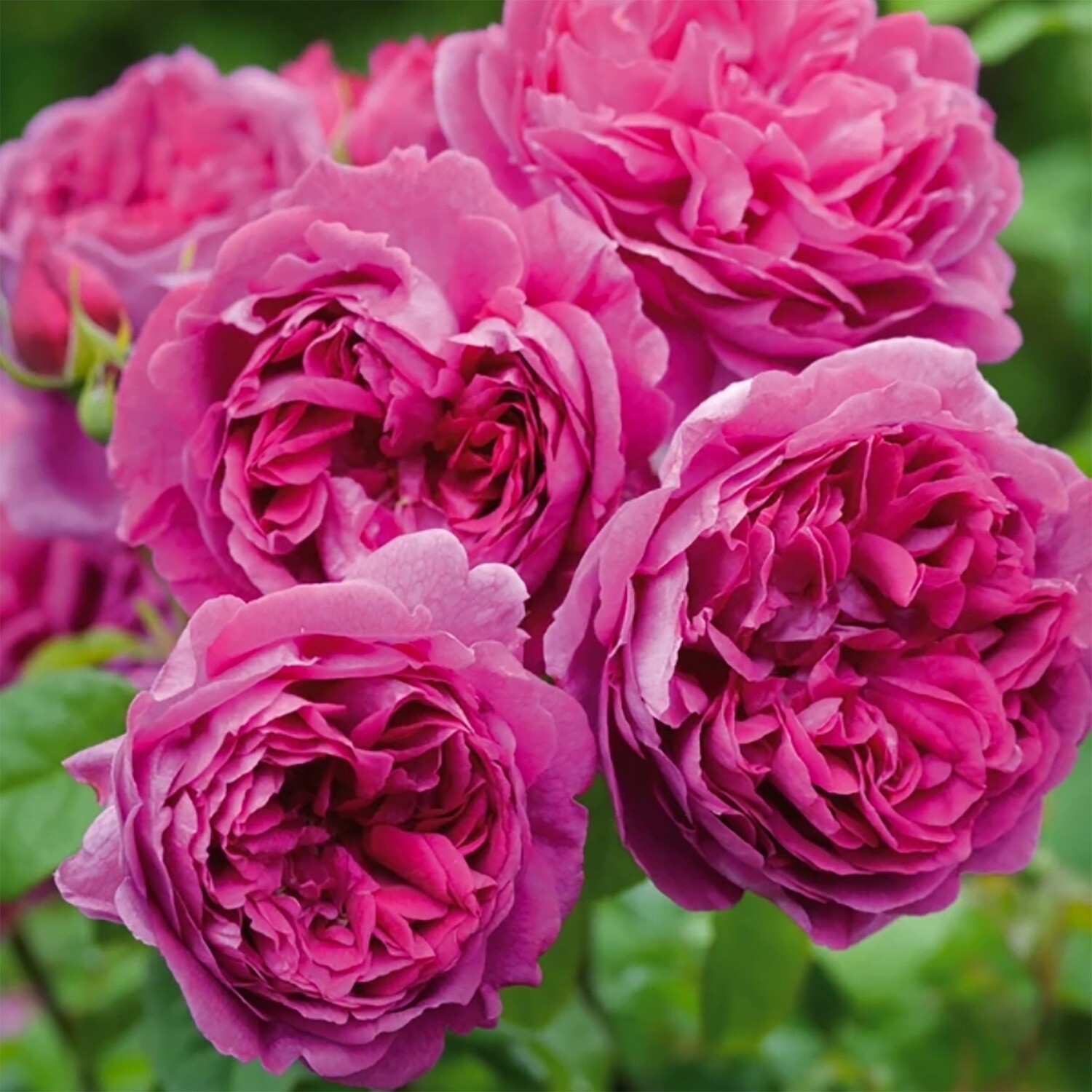 Rose Young Lycidas