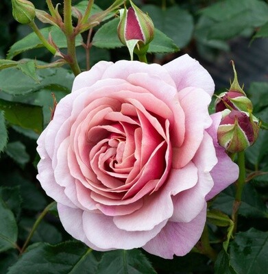Rose Cuppa Tea