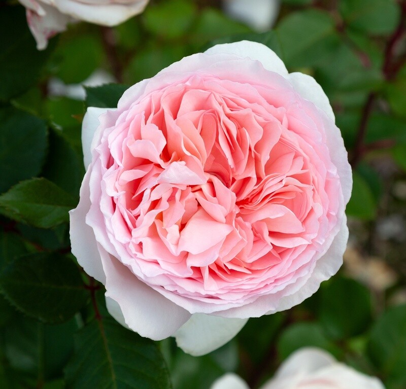 Rose Fairy Tale Magic
