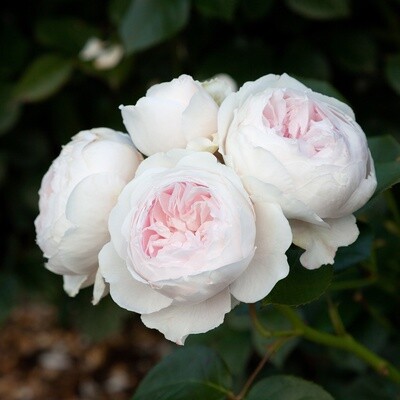 Rose Earth Angel