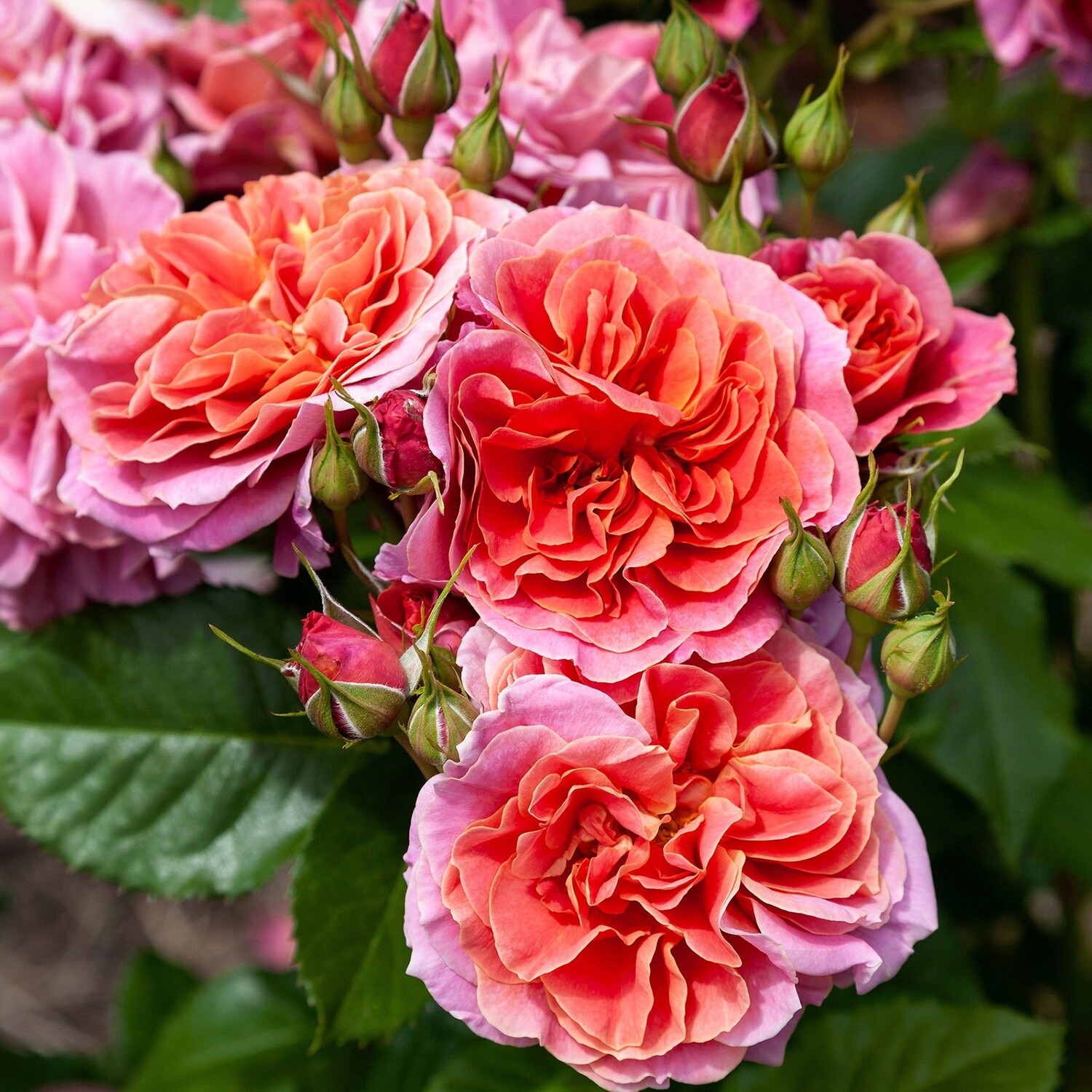Rose Enigma