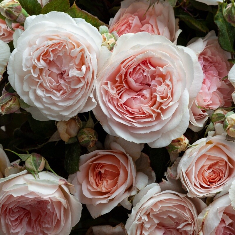 Rose Fairy Tale Magic