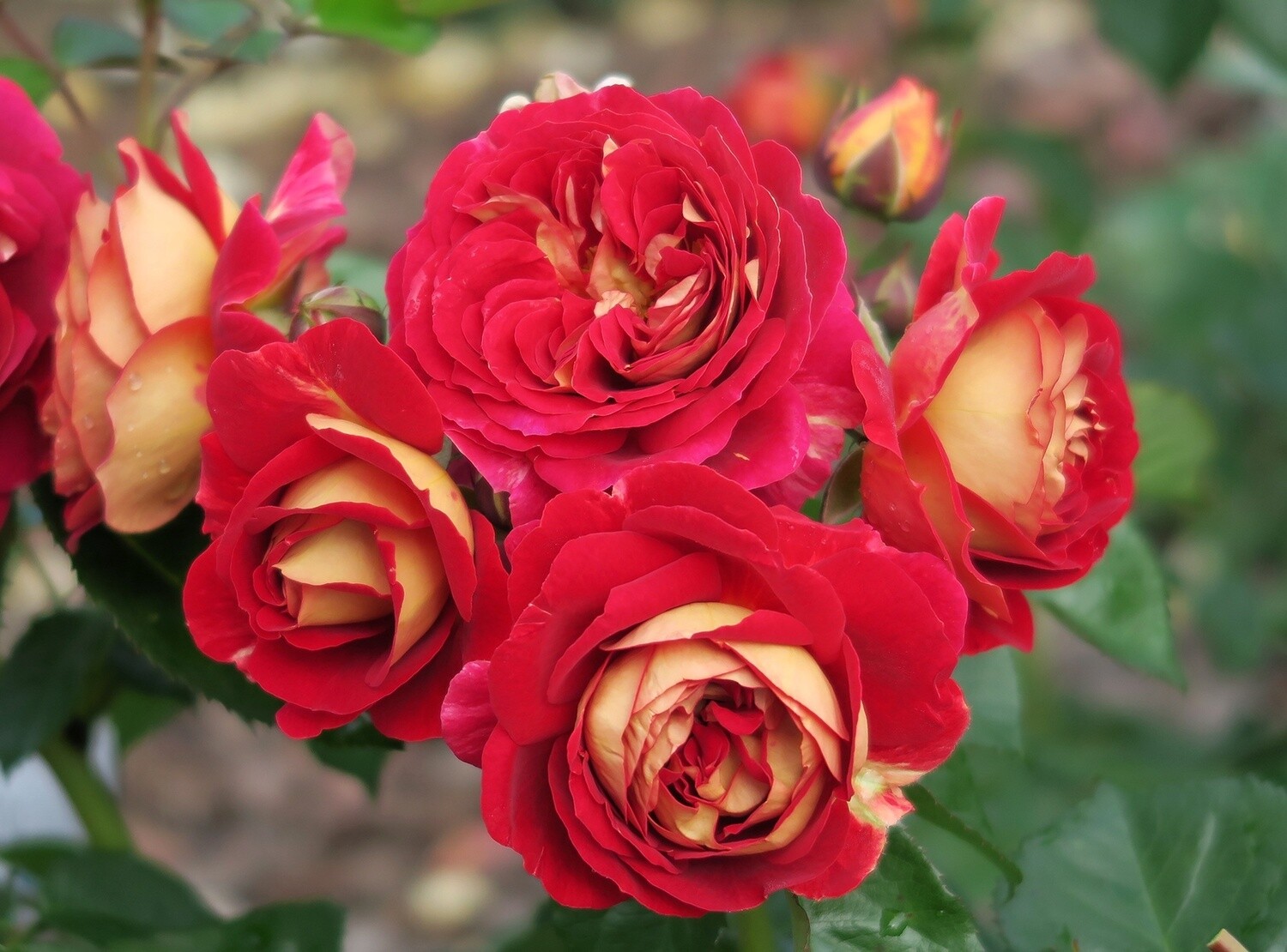 Rose Flashback