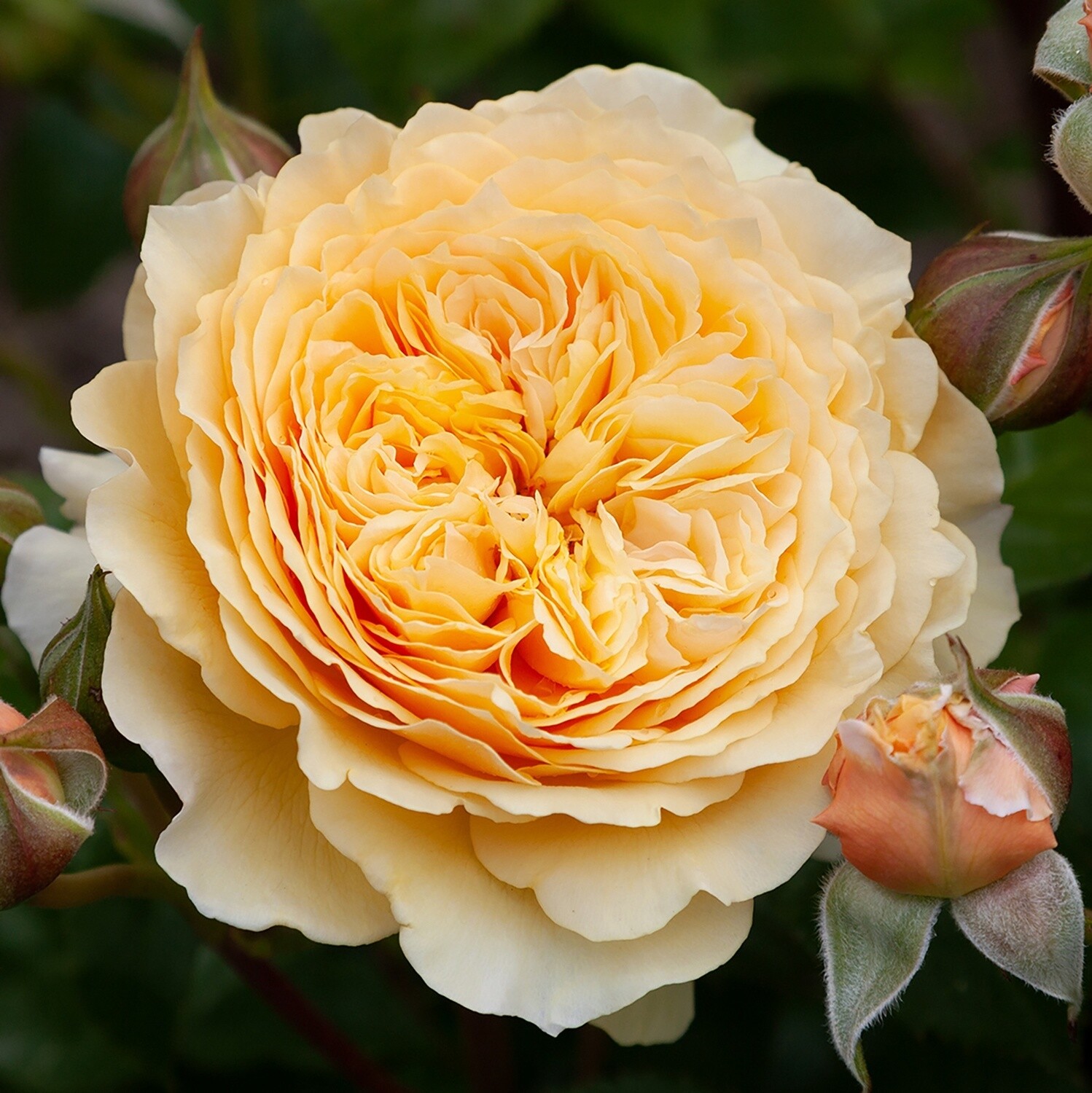 Rose Hokey Pokey