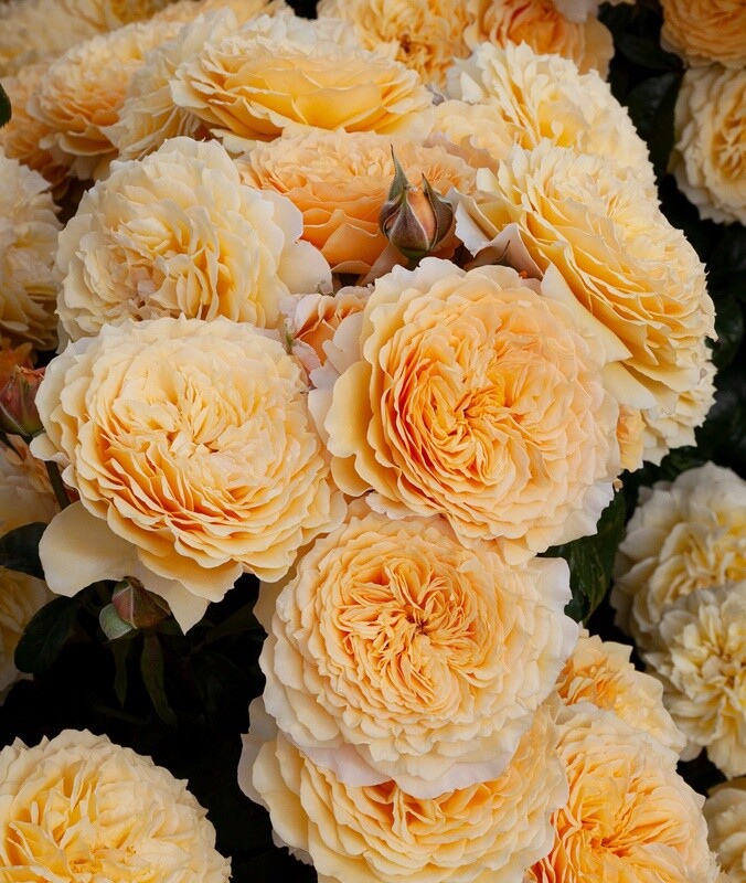 Rose Hokey Pokey