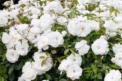 Rose Iceberg