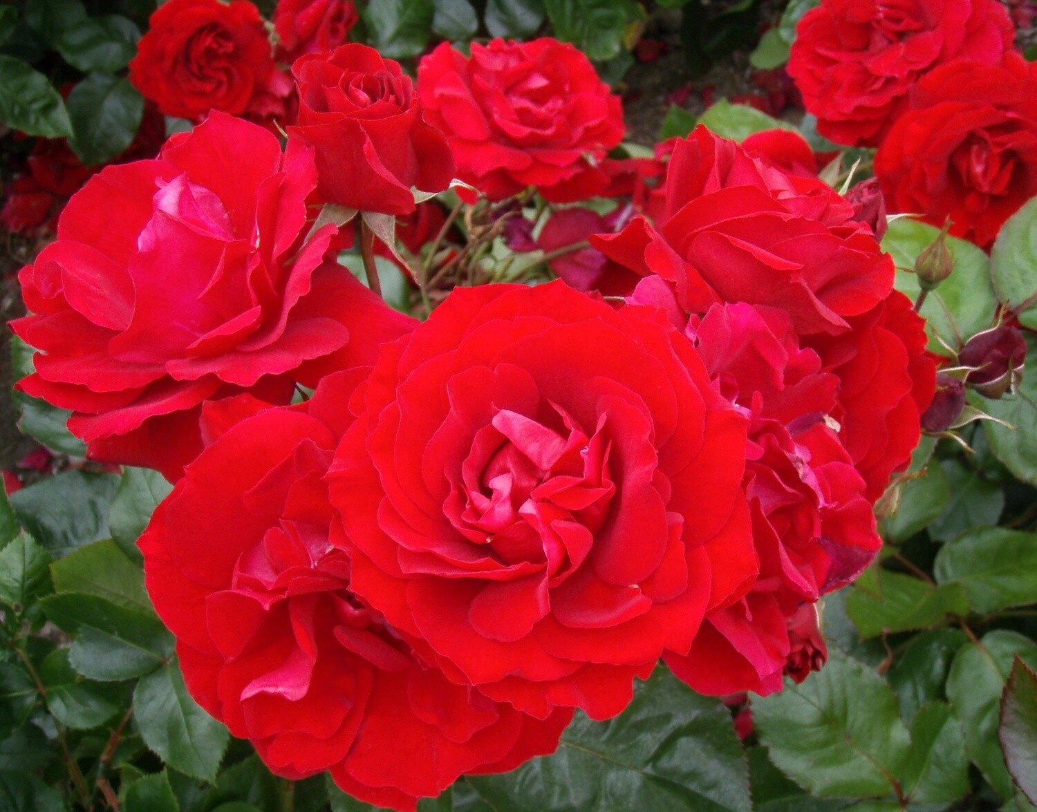 Rose In Loving Memory