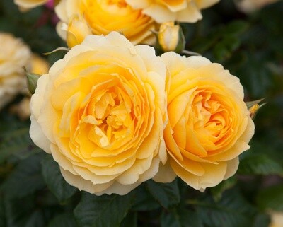 Rose My Dad