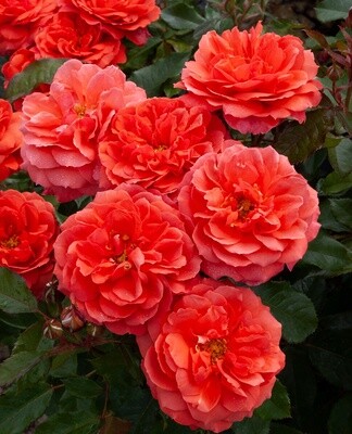 Rose My Grandad