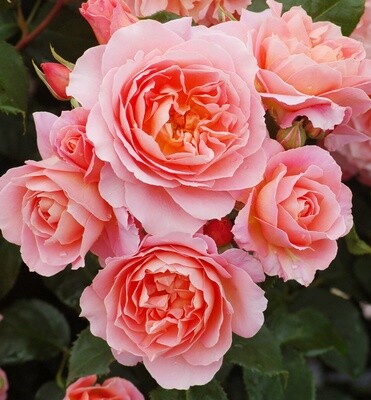 Rose My Mum
