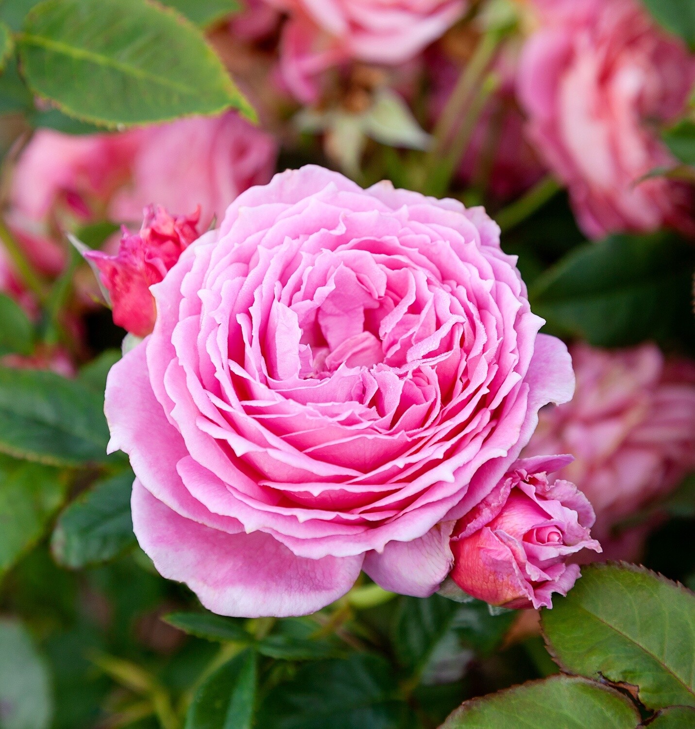 Rose My Grandma