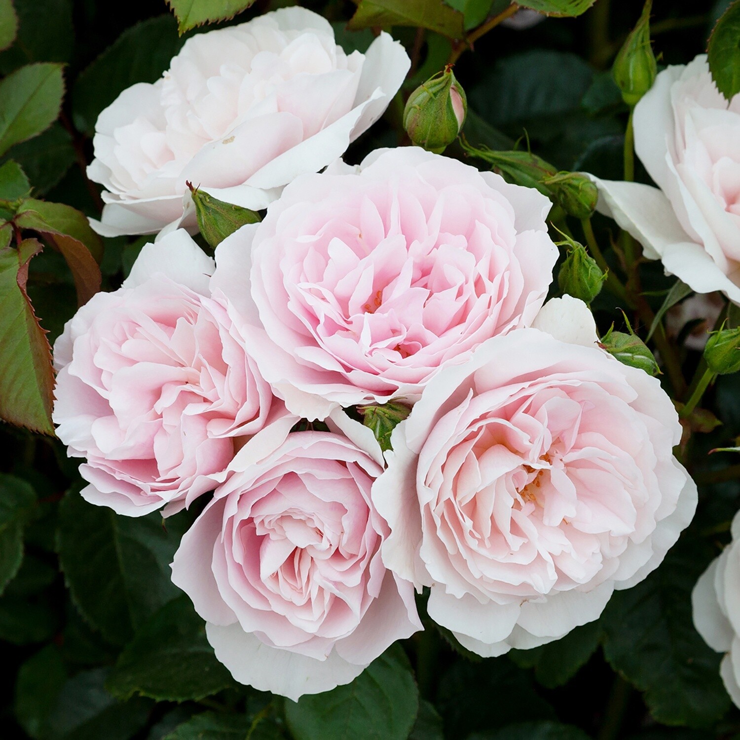 Rose Natasha Richardson