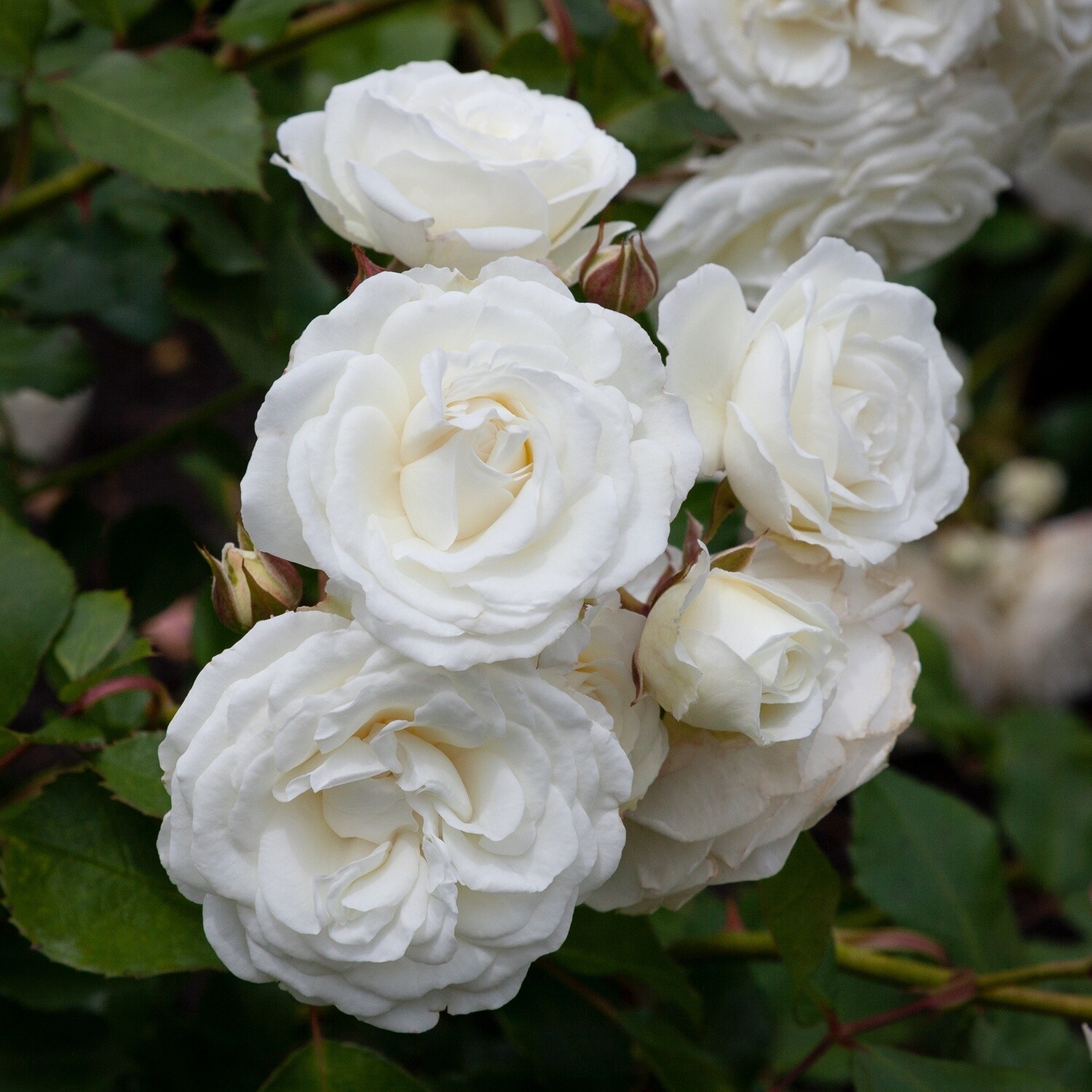 Rose Snow Bunny
